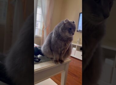 反省してよね #猫動画 #アメリカンカール #shorts