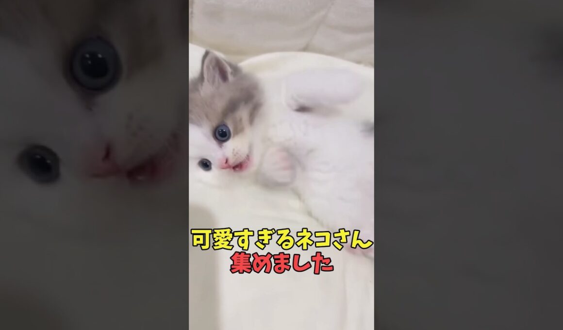 絶対心がそっとなでられる猫映像#猫　#猫のいる暮らし　#猫動画　#ねこ　#可愛い　#かわいい　#可愛すぎる　#2ch　#癒し　#ペット　#動物　#2ch 　#shorts