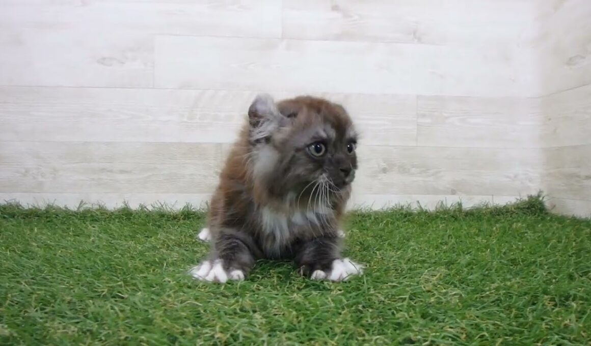 Coo&RIKU　No00741581 アメリカンカール