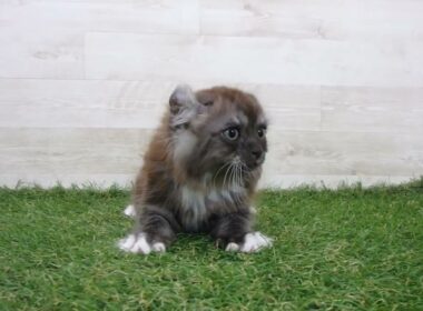 Coo&RIKU　No00741581 アメリカンカール