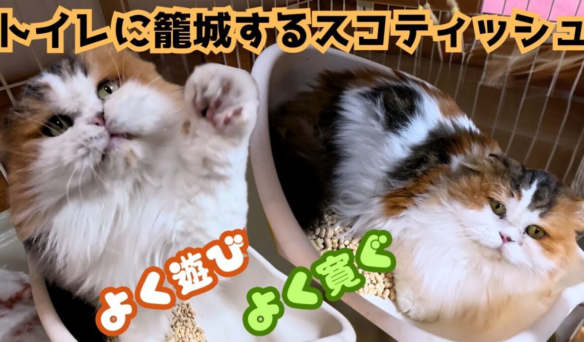 ブリーダー廃業の三毛猫スコティッシュフォールドはトイレに籠城でも遊んだり威嚇したり（保護猫カフェ猫の惑星にゃーくる）Calico Scottish Fold relaxes in the toilet