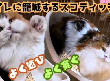 ブリーダー廃業の三毛猫スコティッシュフォールドはトイレに籠城でも遊んだり威嚇したり（保護猫カフェ猫の惑星にゃーくる）Calico Scottish Fold relaxes in the toilet