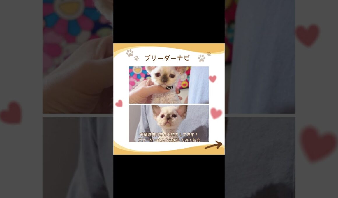 可愛い♡にゃんこ紹介♪ #子猫 #デボンレックス #子猫と暮らす #子猫ブリーダーナビ