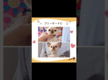 可愛い♡にゃんこ紹介♪ #子猫 #デボンレックス #子猫と暮らす #子猫ブリーダーナビ