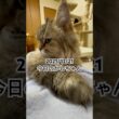 2025/12/21今日のかしちゃん #猫 #ペルシャ #カシス #cat #猫のいる暮らし