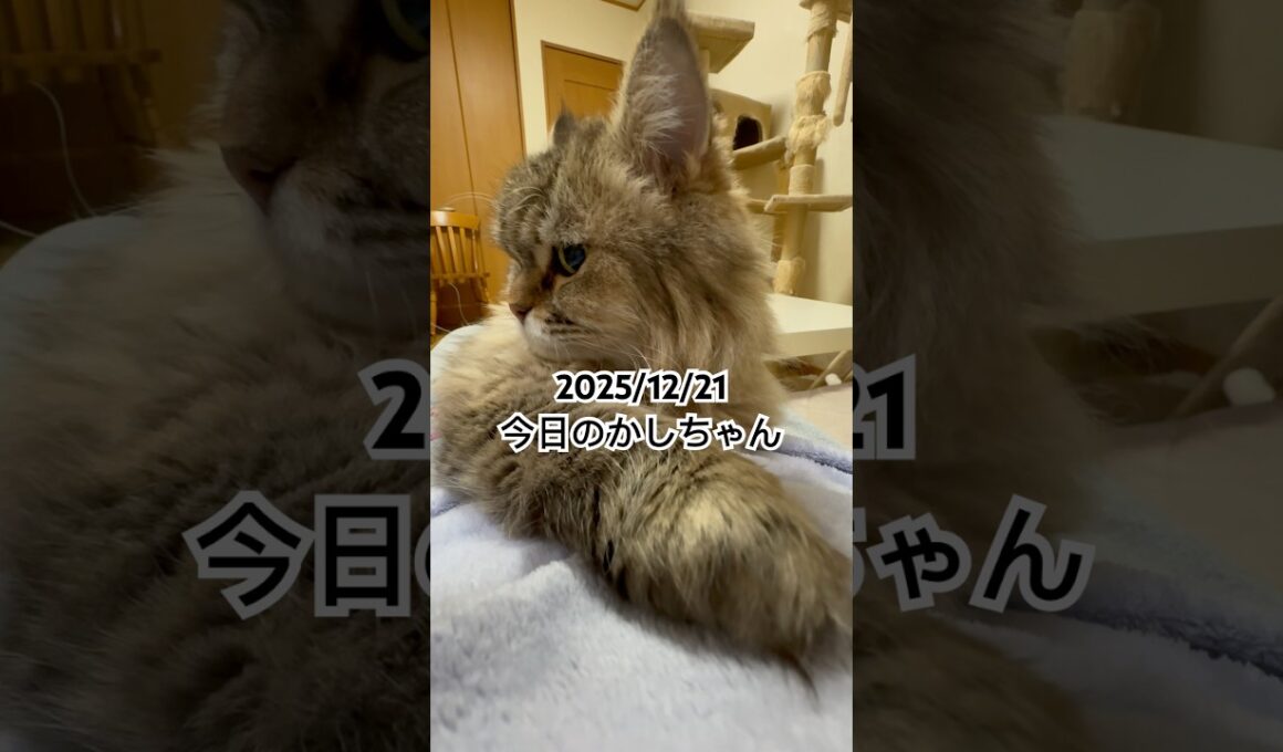 2025/12/21今日のかしちゃん #猫 #ペルシャ #カシス #cat #猫のいる暮らし