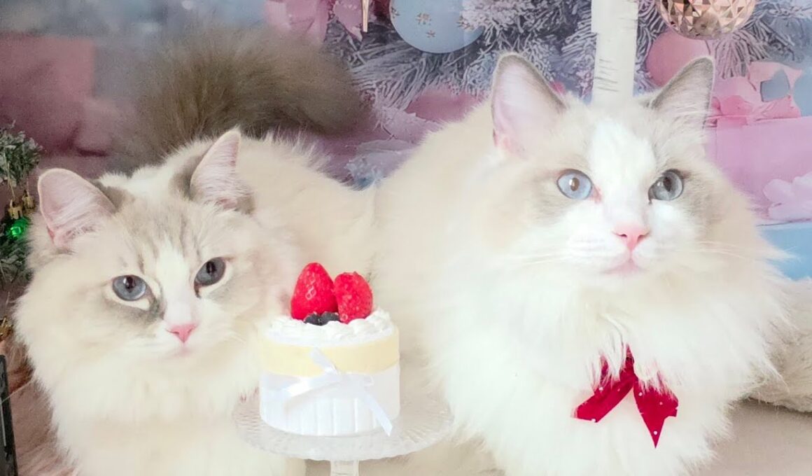 今日のにゃんず🐱#猫配信#猫動画 #ミヌエット#ラガマフィン#ラグドール#猫#ネコ#子猫#live#funny#funnycats #funnycat#cat#cute#kitten#minuet