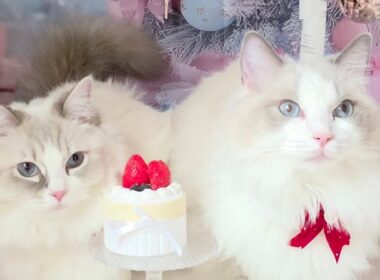 今日のにゃんず🐱#猫配信#猫動画 #ミヌエット#ラガマフィン#ラグドール#猫#ネコ#子猫#live#funny#funnycats #funnycat#cat#cute#kitten#minuet