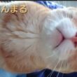 夕方の茶トラくんと 昼間のシャム猫さん🐾25/12/18