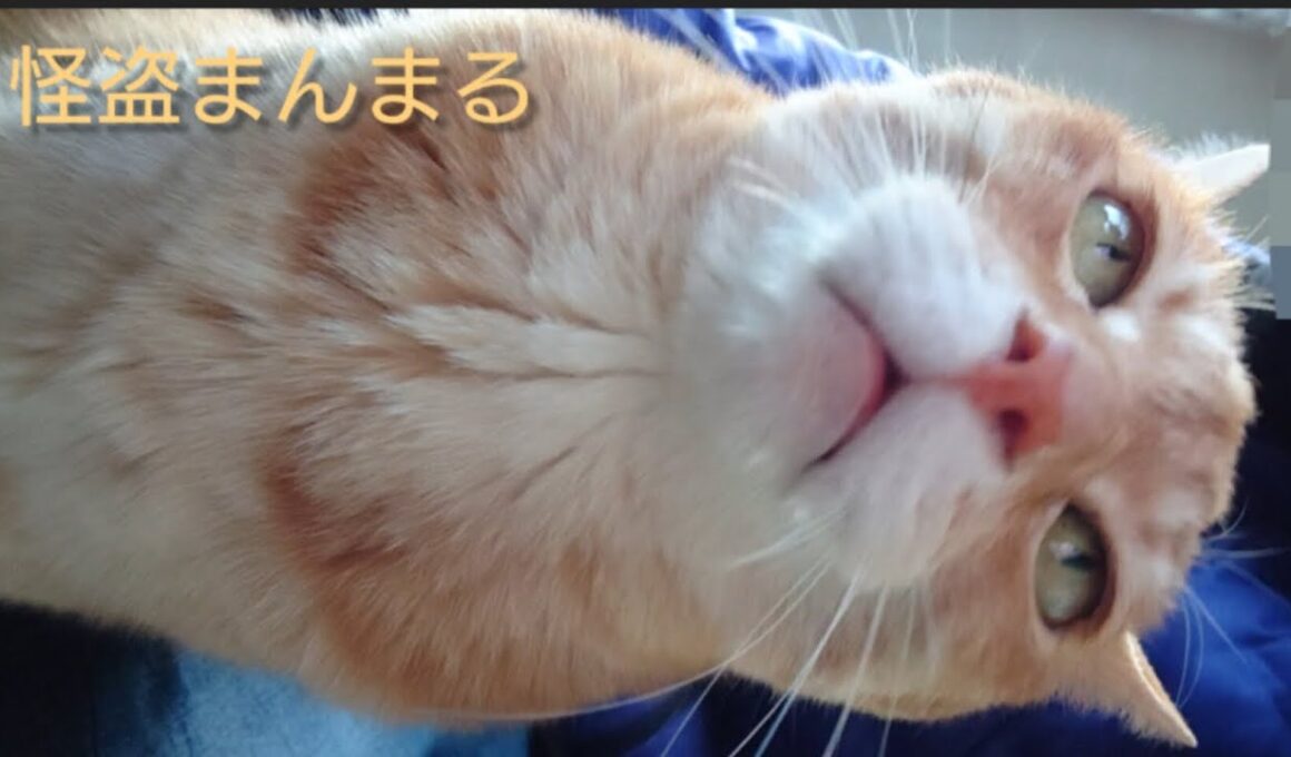 夕方の茶トラくんと 昼間のシャム猫さん🐾25/12/18