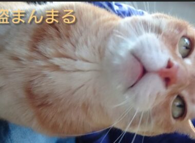 夕方の茶トラくんと 昼間のシャム猫さん🐾25/12/18