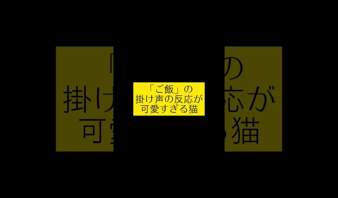「ご飯」の掛け声の反応が可愛すぎる猫 #cat #スコティッシュフォールド #猫#猫 #猫好きさんと繋がりたい #猫のいる暮らし #猫のいる暮らし #ねこ #やっぱり猫が好き
