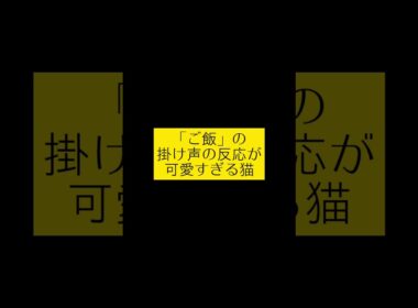 「ご飯」の掛け声の反応が可愛すぎる猫 #cat #スコティッシュフォールド #猫#猫 #猫好きさんと繋がりたい #猫のいる暮らし #猫のいる暮らし #ねこ #やっぱり猫が好き