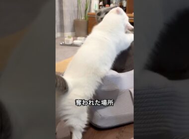 ロシアンブルー | 兄のいる場所を奪う弟猫 | Russian Blue cat