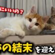 ゴミ屋敷で生まれた子猫に奇跡が起きました