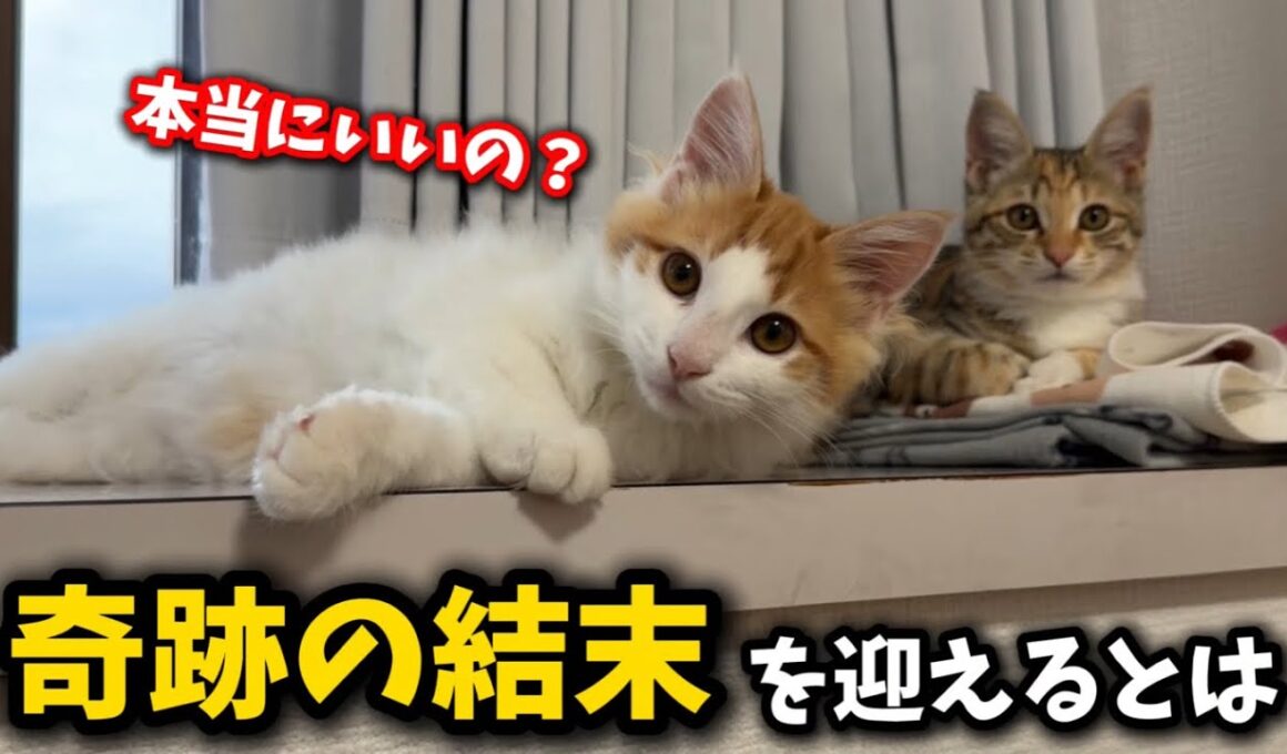 ゴミ屋敷で生まれた子猫に奇跡が起きました