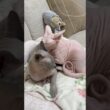 仲良しな猫スルタンとアレクサンドラ【スフィンクス】