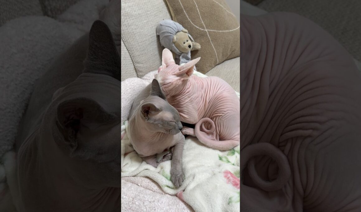 仲良しな猫スルタンとアレクサンドラ【スフィンクス】