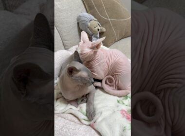 仲良しな猫スルタンとアレクサンドラ【スフィンクス】