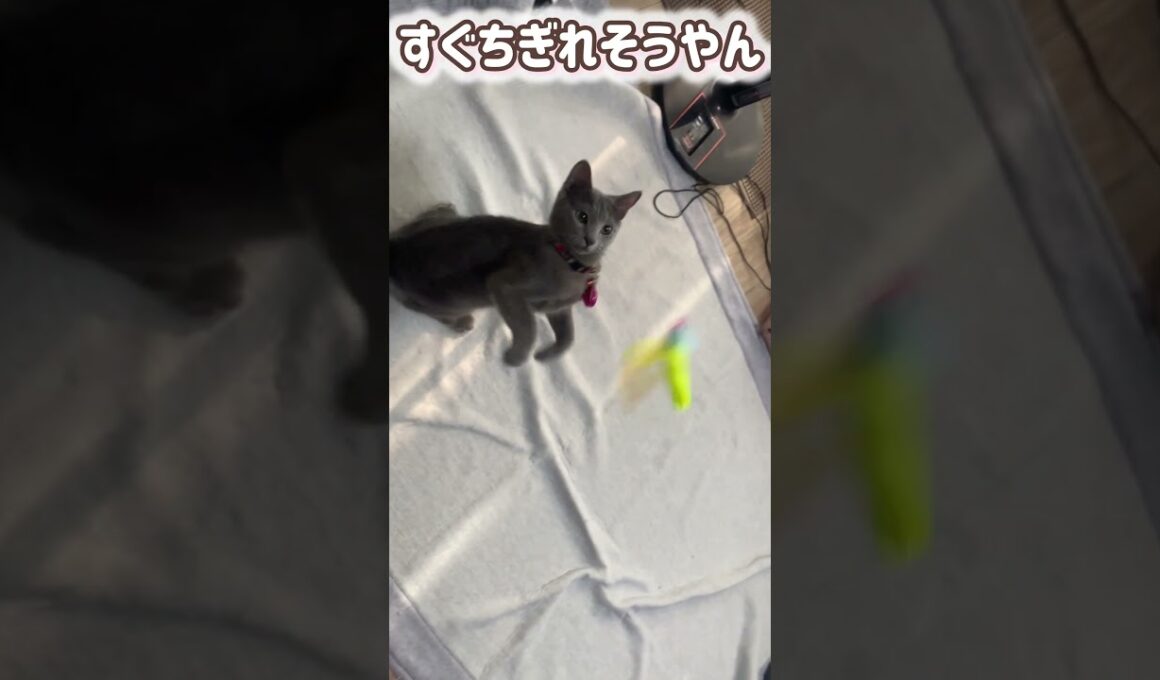 ロシブル💗ラブちゃん・変な虫アタック🌟　#ロシブル #ロシアンブルー #ねこ