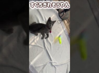 ロシブル💗ラブちゃん・変な虫アタック🌟　#ロシブル #ロシアンブルー #ねこ