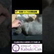輝く子猫を育て上げ【シャルトリュー✖️ブリティッシュ】 2週目からの猫つくり #ブリティッシュショートヘア #シャルトリュー  #子猫