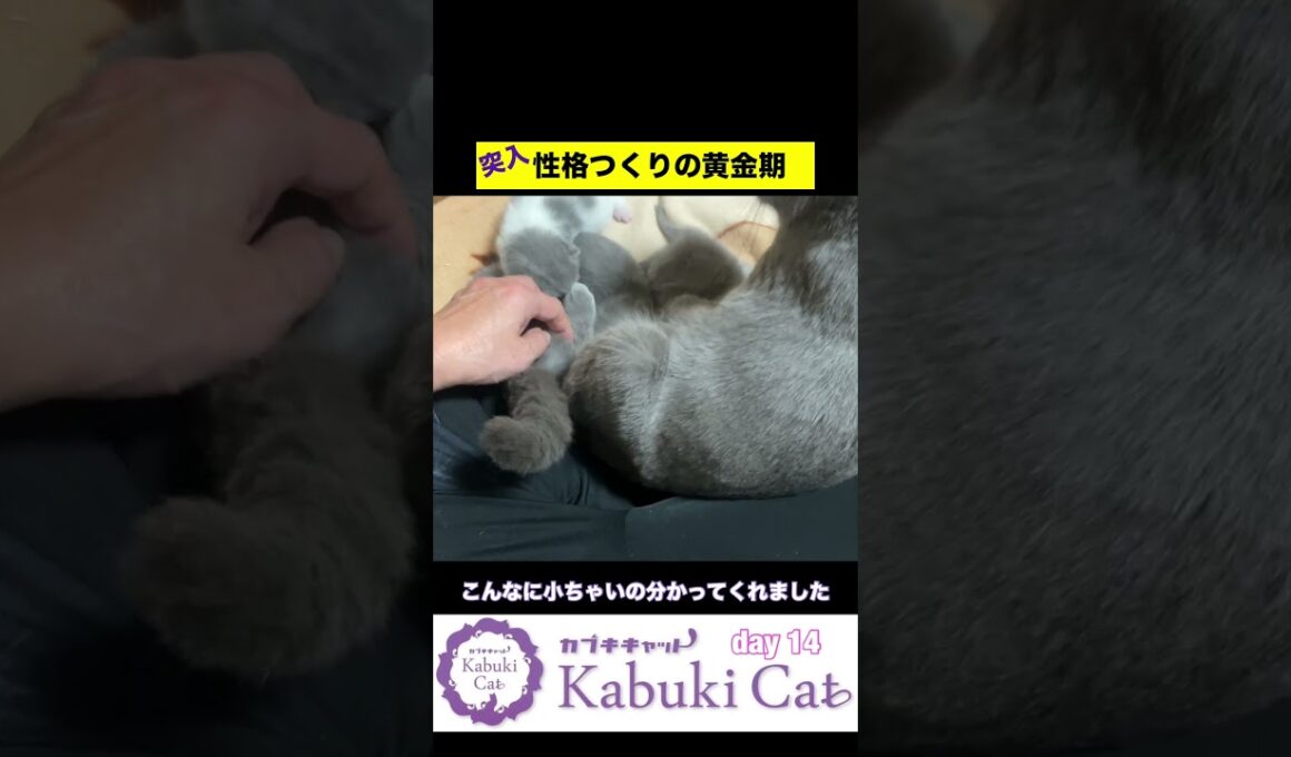 輝く子猫を育て上げ【シャルトリュー✖️ブリティッシュ】 2週目からの猫つくり #ブリティッシュショートヘア #シャルトリュー  #子猫