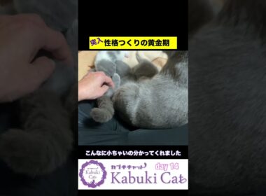 輝く子猫を育て上げ【シャルトリュー✖️ブリティッシュ】 2週目からの猫つくり #ブリティッシュショートヘア #シャルトリュー  #子猫