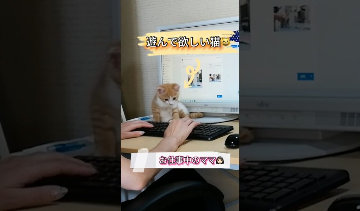 目をキラキラさせながら甘えてくる子猫#shorts #保護子猫 #保護猫 #子ネコ #兄弟猫 #兄弟猫