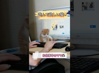 目をキラキラさせながら甘えてくる子猫#shorts #保護子猫 #保護猫 #子ネコ #兄弟猫 #兄弟猫