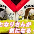 【猫と犬のいる日常9】【ロシアンブルー×トンキニーズ×チワワ】大人気！スヌーピーハウスの争奪戦（#154）