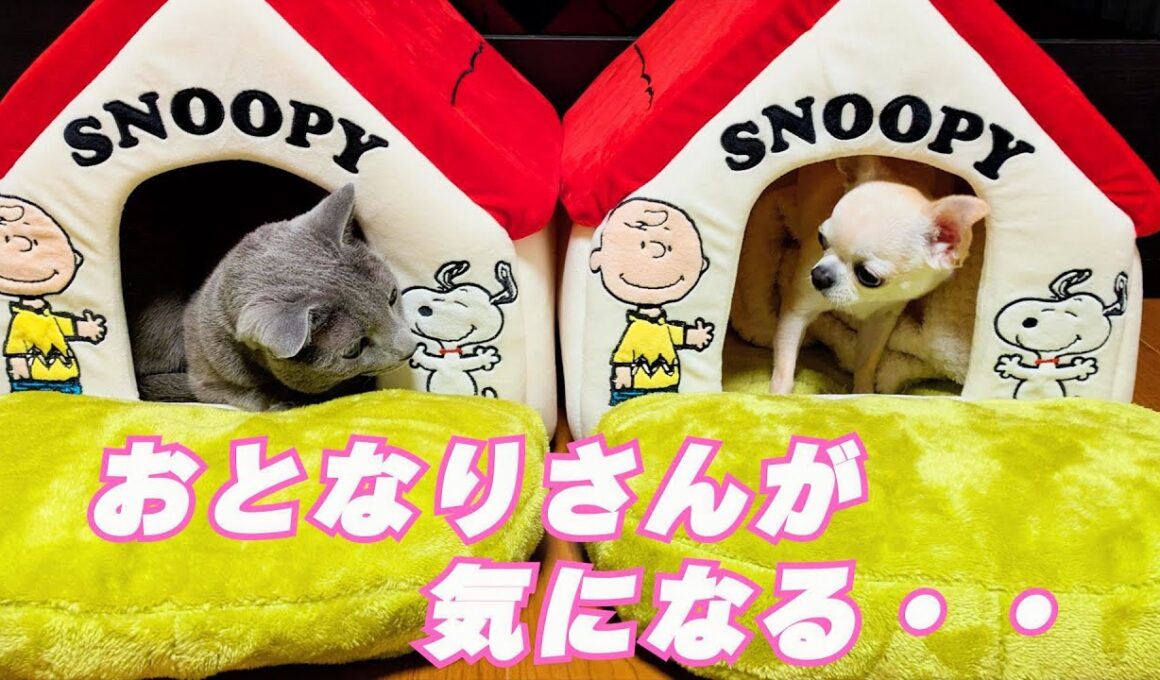 【猫と犬のいる日常9】【ロシアンブルー×トンキニーズ×チワワ】大人気！スヌーピーハウスの争奪戦（#154）