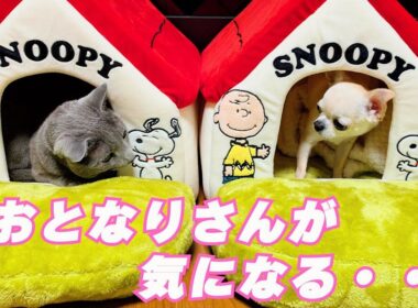 【猫と犬のいる日常9】【ロシアンブルー×トンキニーズ×チワワ】大人気！スヌーピーハウスの争奪戦（#154）