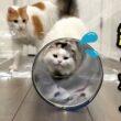 だんだん細くなる筒を必死にくぐろうとする猫たち