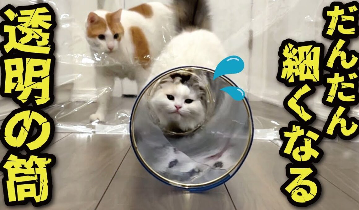 だんだん細くなる筒を必死にくぐろうとする猫たち