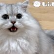 夕飯時に猫が騒がしくなるのは…？ 【サイベリアン】