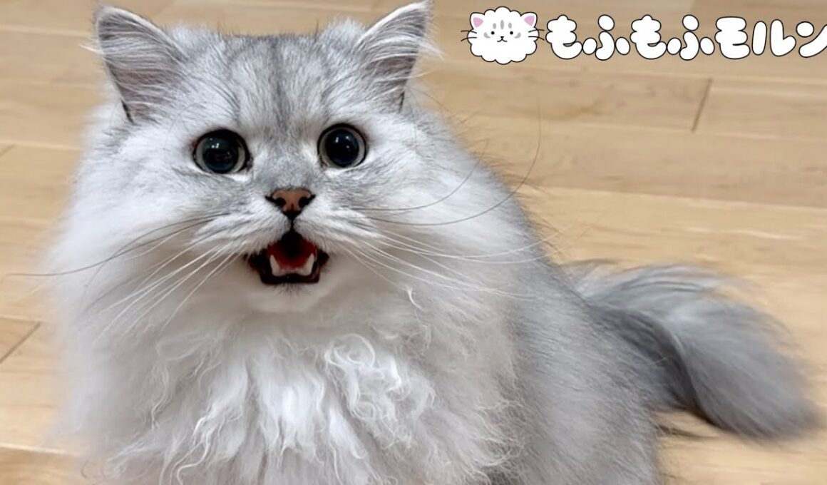 夕飯時に猫が騒がしくなるのは…？ 【サイベリアン】