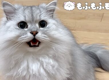 夕飯時に猫が騒がしくなるのは…？ 【サイベリアン】