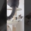尻尾で遊んで叩かれる子猫！？ #子猫の成長記録 #子ネコ #野良猫から家猫へ