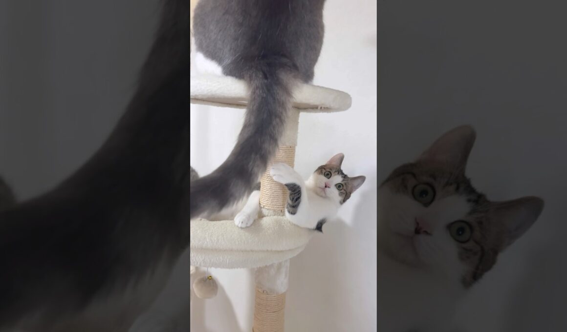 尻尾で遊んで叩かれる子猫！？ #子猫の成長記録 #子ネコ #野良猫から家猫へ