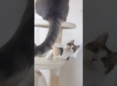 尻尾で遊んで叩かれる子猫！？ #子猫の成長記録 #子ネコ #野良猫から家猫へ