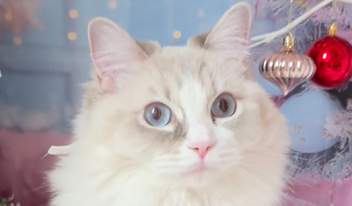 今日のにゃんず🐱#猫配信#猫動画 #ミヌエット#ラガマフィン#ラグドール#猫#ネコ#子猫#live#funny#funnycats #funnycat#cat#cute#kitten#minuet