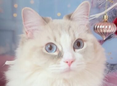 今日のにゃんず🐱#猫配信#猫動画 #ミヌエット#ラガマフィン#ラグドール#猫#ネコ#子猫#live#funny#funnycats #funnycat#cat#cute#kitten#minuet