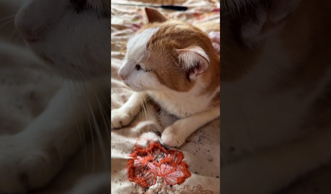 シャムの子ねこパンダ、雫の前で、ウp主の元へ来た茶白ネコのジュニア。目ヤニがあったので、取りました