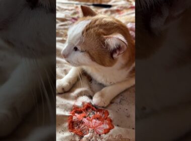 シャムの子ねこパンダ、雫の前で、ウp主の元へ来た茶白ネコのジュニア。目ヤニがあったので、取りました