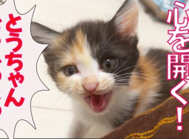 怯える三毛子猫、ついに心を開く！　The kitty recognized me as her father.