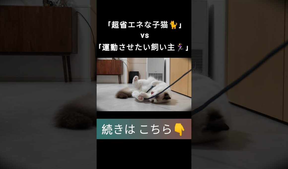 #shorts #ラグドール #子猫 #甘えん坊猫 #ぬいぐるみ猫 #ragdollcat