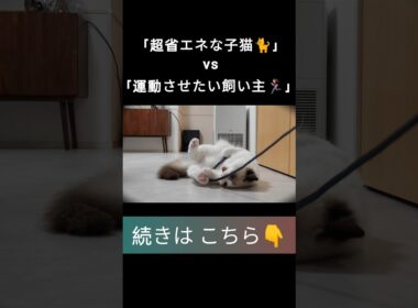 #shorts #ラグドール #子猫 #甘えん坊猫 #ぬいぐるみ猫 #ragdollcat