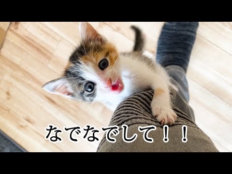 ゴロゴロ言いながらよじ登ってくる子猫