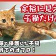 保護した子猫のはじめてお風呂は元気いっぱい！可愛く変身🛁✨